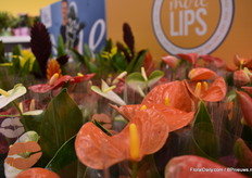 Assortment of More Lips - The Green Brand Factory